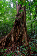 Full Day Khao Sok Lake Day Trip from Khao Lak - No Elephant (KLD)