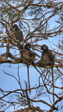 Full Day Khao Sok Lake Day Trip from Khao Lak - No Elephant (KLD)