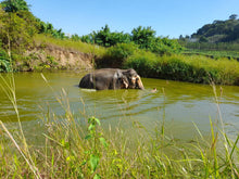Half Day Elephant Nature From Phuket (BEP)