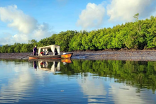 Half Day The Mangrove Private from Koh Lanta (LTC)