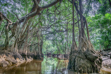 Full Day The Lost Zone Amazon And Old Town From Khao Lak (EKL)