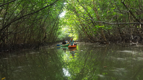 Half Day Khao Lak Mangrove Explorers From Khao Lak (DCT)