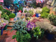 Half Day Bangkok Canal And Flower Market (DSTH)