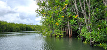 Full Day Love Kayaking, Mangroves and Hidden Islands Discovery from Koh Lanta (LTC)