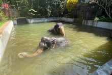 Full Day Elephant Sanctuary from Khao Lak (EKL)