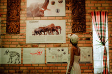 Full Day Elephant Sanctuary from Khao Lak (EKL)