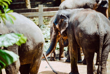 Full Day Elephant Sanctuary from Khao Lak (EKL)