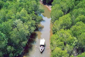 Half Day The Mangrove Private from Koh Lanta Morning or Afternoon (LTC)