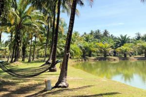 Half Day The Mangrove Private from Koh Lanta Morning or Afternoon (LTC)