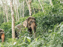 Half-Day Elephant Sanctuary Visit From Phuket (PEC)