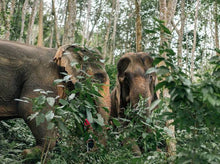 Half-Day Elephant Sanctuary Visit From Phuket (PEC)