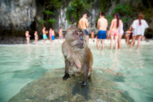Full Day Phi Phi Bamboo Island By Speedboat From Phuket (WAM)