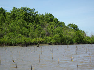 Full Day Mangrove Forest Conservation Centre (DSTH)