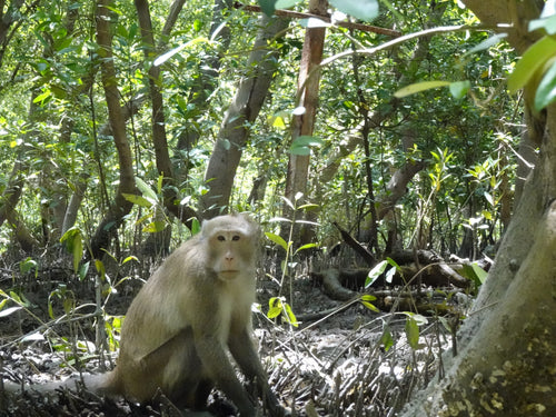 Full Day Mangrove Forest Conservation Centre (DSTH)