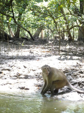 Full Day Mangrove Forest Conservation Centre (DSTH)