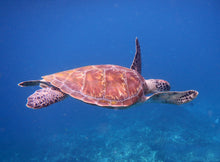 Full Day LAZY Similan Island by Speedboat from Khao Lak (WAM)