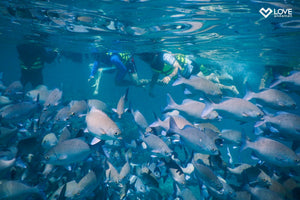 Full Day Similan Day Trip from Phuket (LAM)