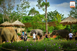 Feed & Shower at Elephant Jungle Sactuary (EJS)