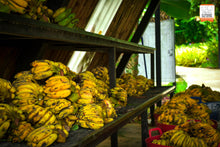 Feed Me Program At Elephant Jungle Sanctuary - Ticket Only, No Transfer (EJS)