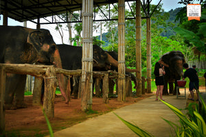 Full Day Walk with Elephant From Phuket (EJS)