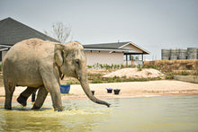 Full Day Pattaya Elephant Jungle Sanctuary From Bangkok