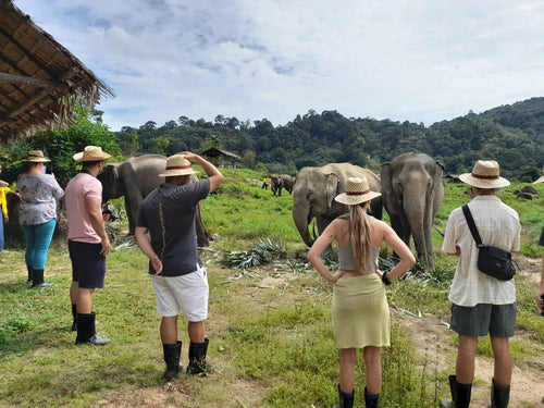 Half Day Elephant Nature From Phuket BEP