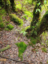 Full Day Doi Inthanon National Park From Chiang Mai (F&F)