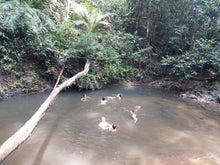 Full Day Phuket Jungle Trekking (4Hours Jungle Hiking) (FPB)