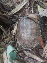 Full Day Phuket Jungle Trekking (4Hours Jungle Hiking) (FPB)