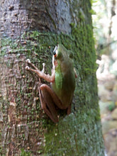 Full Day Phuket Jungle Trekking (4Hours Jungle Hiking) (FPB)