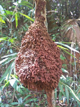 Full Day Phuket Jungle Trekking (4Hours Jungle Hiking) (FPB)