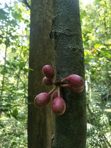 Full Day Phuket Jungle Trekking (4Hours Jungle Hiking) (ADN)