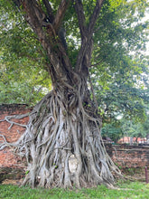 Full Day Ancient Ayutthaya by Road