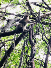 Full Day Unseen Khao Sok Eco Tour From Khao Lak (USK)