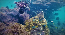 Half Day Local Reef Snorkeling and Deserted Beach with Lunch from Khao Lak (DCT)