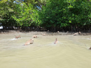 Full Day Mangrove Forest Conservation Centre (DSTH)