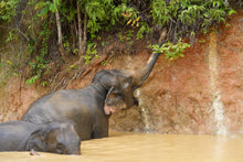 Half Day Mini Elephant Nature From Phuket (BEP)