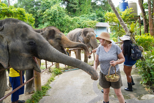 Half Day Mini Elephant Nature From Phuket BEP
