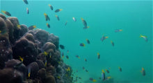 Half Day Local Reef Snorkeling and Deserted Beach with Lunch from Khao Lak (DCT)