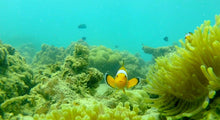 Half Day Local Reef Snorkeling and Deserted Beach with Lunch from Khao Lak (DCT)