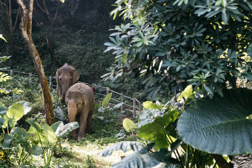 Half Day Elephant Sanctuary from Khao Lak (EKL)