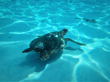 Full Day Similan Island By Speedboat From Phuket (WAM)