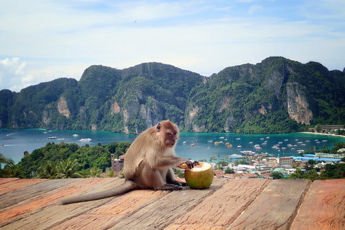 Full Day Phi Phi Island by speedboat (Early Bird) from Khao Lak (SAW)