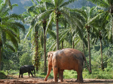 Full day Krabi with Elephant Sanctuary from Lanta (DSTH)