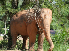 Full day Krabi with Elephant Sanctuary from Lanta (DSTH)