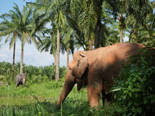 Full day Krabi with Elephant Sanctuary from Lanta (DSTH)