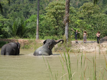 Full day Krabi with Elephant Sanctuary from Lanta (DSTH)