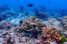 Full Day Early Risers Similan Island Tour By Speed Catamaran From Khao Lak (SSH)