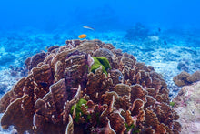 Full Day Early Risers Similan Island Tour By Speed Catamaran From Khao Lak (SSH)