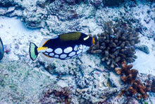 Full Day Early Risers Similan Island Tour By Speed Catamaran From Khao Lak (SSH)